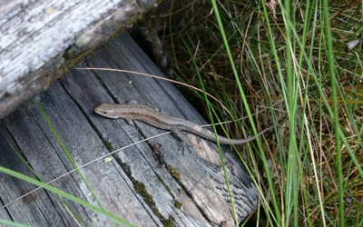Gefährdete Spezies am Hohnes